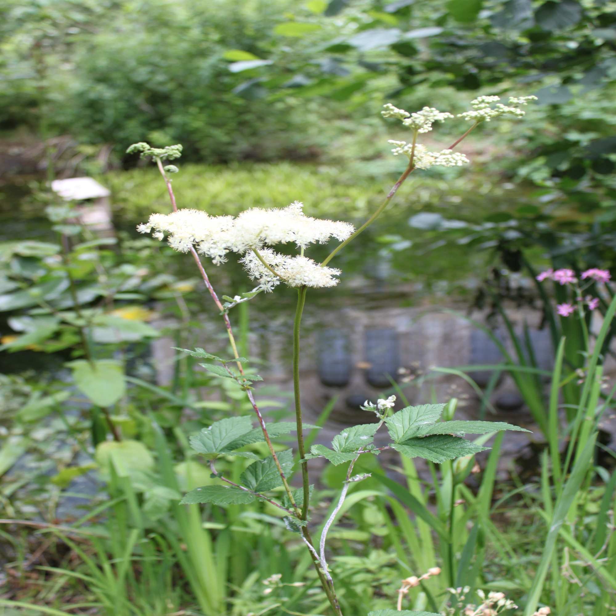 Greenseal Rubber Pond Liner EPDM Sealeco 0.85mm Rubber & PVC Pond Liner Flexible Lining Products